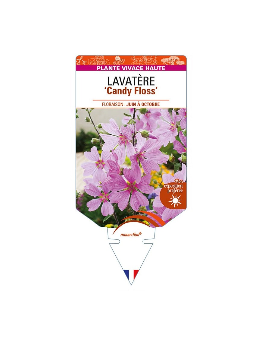 LAVATERA 'Candy Floss'