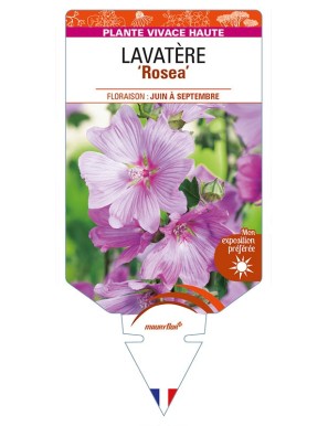 LAVATERA 'Rosea'