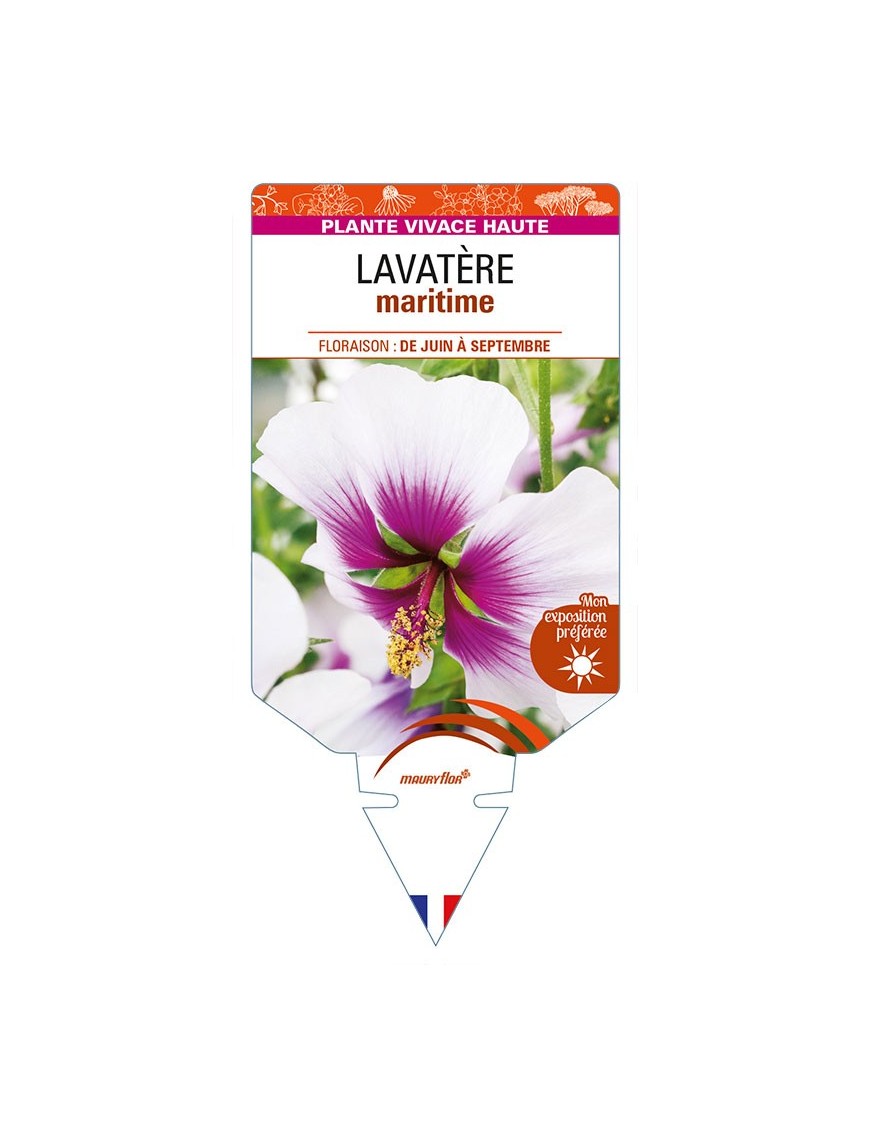 LAVATERA maritima