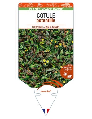LEPTINELLA potentillina voir COTULE potentille