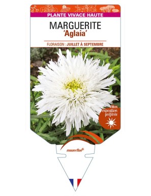 LEUCANTHEMUM maximum 'Aglaia' voir MARGUERITE