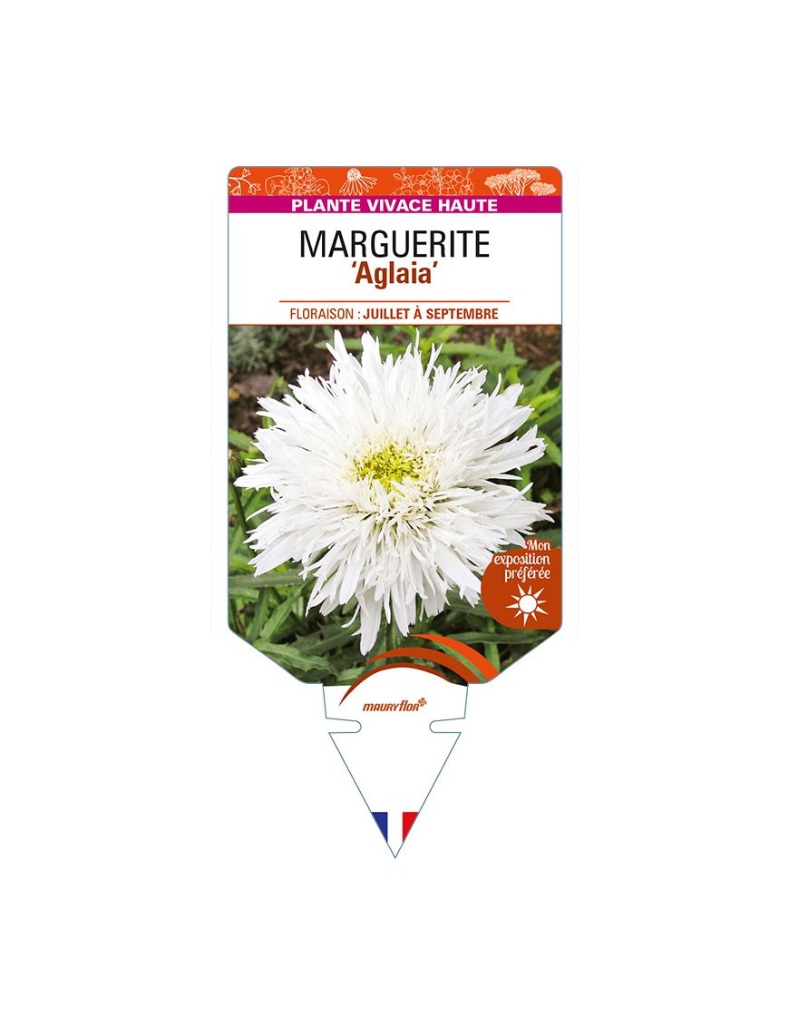 LEUCANTHEMUM maximum 'Aglaia' voir MARGUERITE