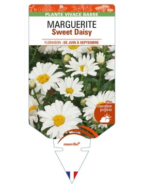 LEUCANTHEMUM Sweet Daisy voir MARGUERITE