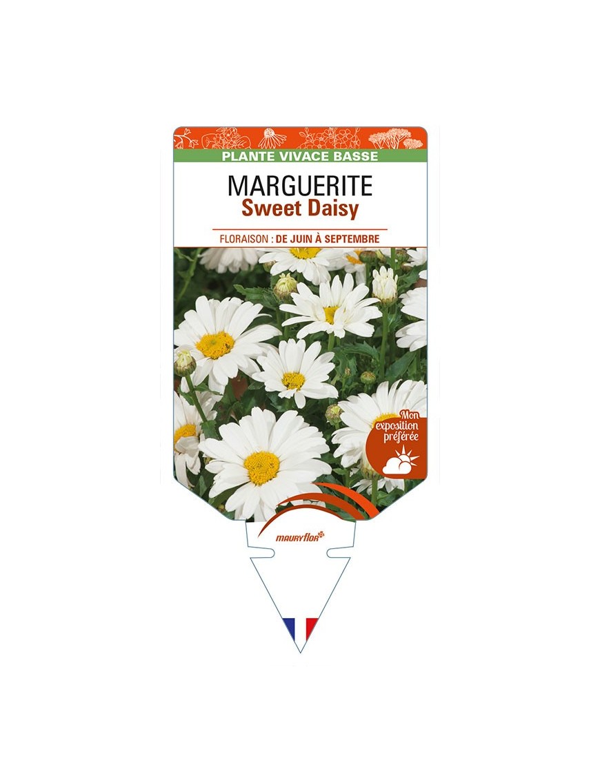 LEUCANTHEMUM Sweet Daisy voir MARGUERITE