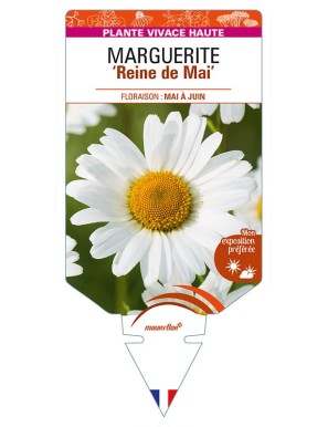 LEUCANTHEMUM vulgare 'Reine de Mai' voir MARGUERITE