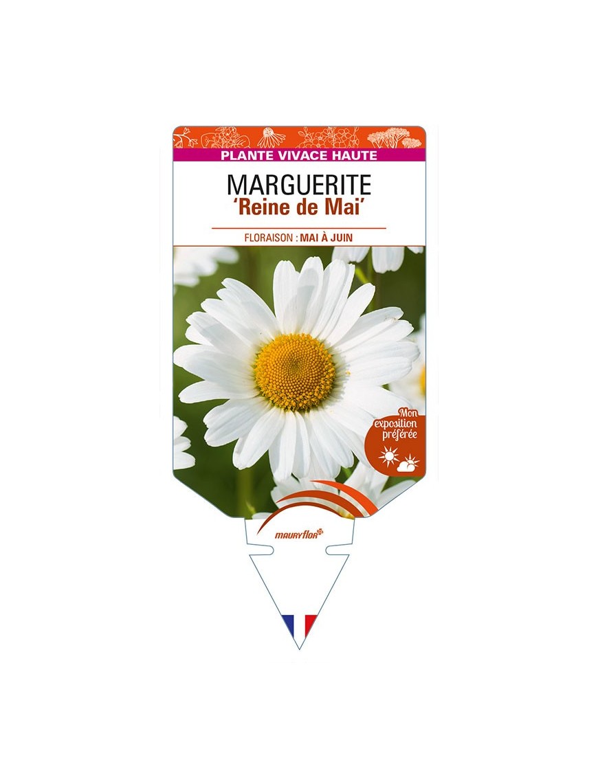 LEUCANTHEMUM vulgare 'Reine de Mai' voir MARGUERITE