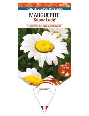LEUCANTHEMUM x maximum 'Snow Lady' voir MARGUERITE