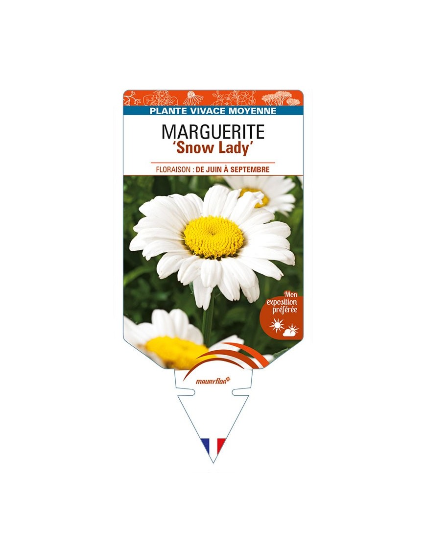 LEUCANTHEMUM x maximum 'Snow Lady' voir MARGUERITE