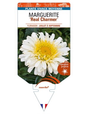 LEUCANTHEMUM x superbum 'Real Charmer' voir MARGUERITE