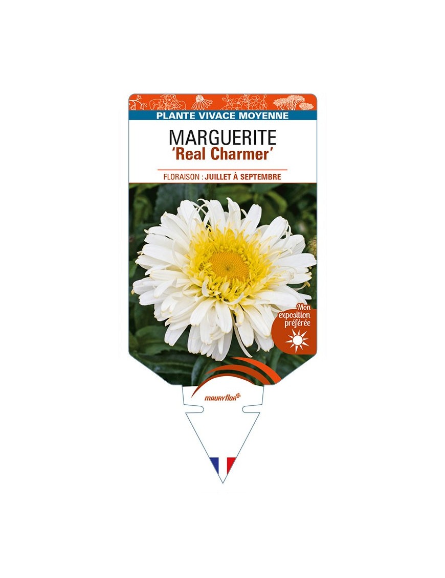 LEUCANTHEMUM x superbum 'Real Charmer' voir MARGUERITE