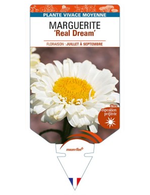 LEUCANTHEMUM x superbum 'Real Dream' voir MARGUERITE