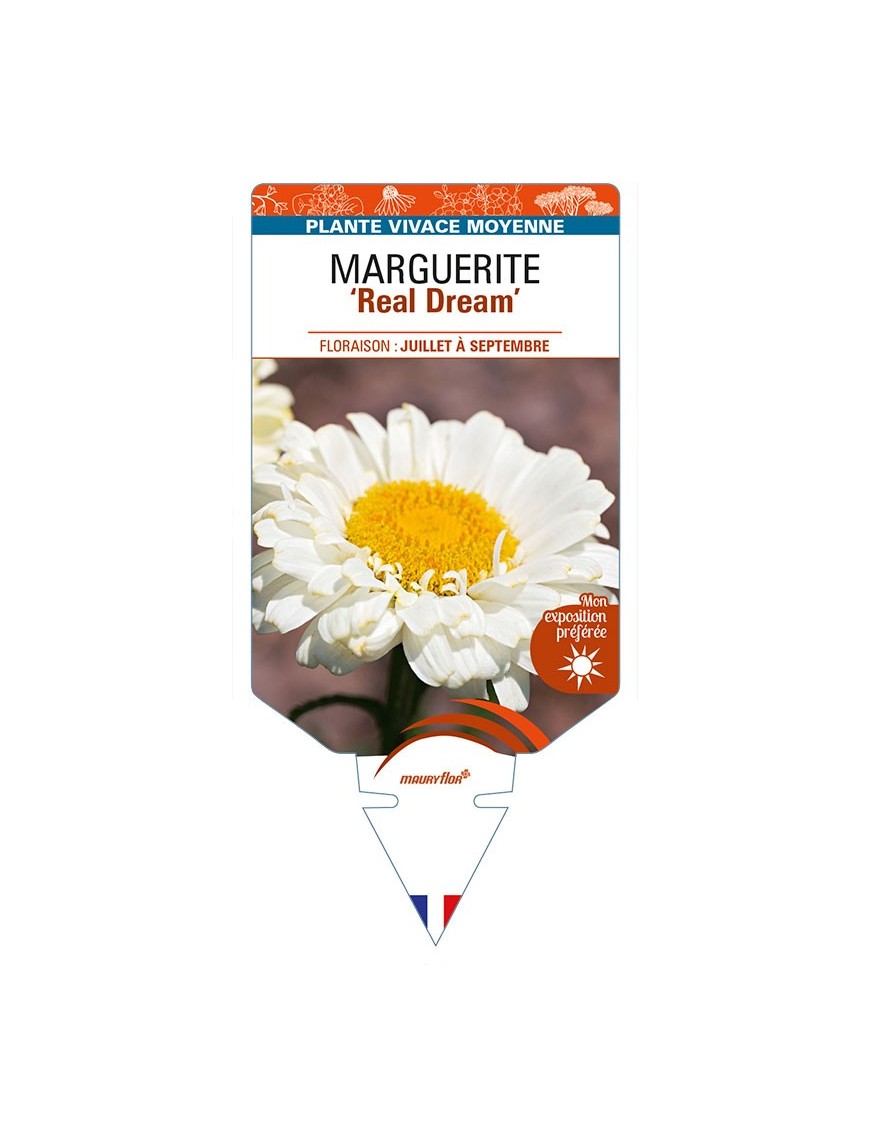 LEUCANTHEMUM x superbum 'Real Dream' voir MARGUERITE