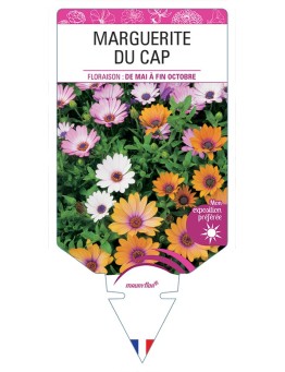 MARGUERITE DU CAP (OSTEOSPERMUM)