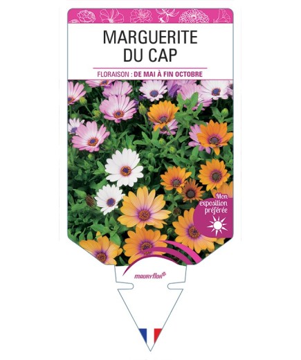 MARGUERITE DU CAP (OSTEOSPERMUM)
