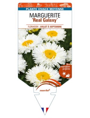 LEUCANTHEMUM x superbum 'Real Galaxy' voir MARGUERITE