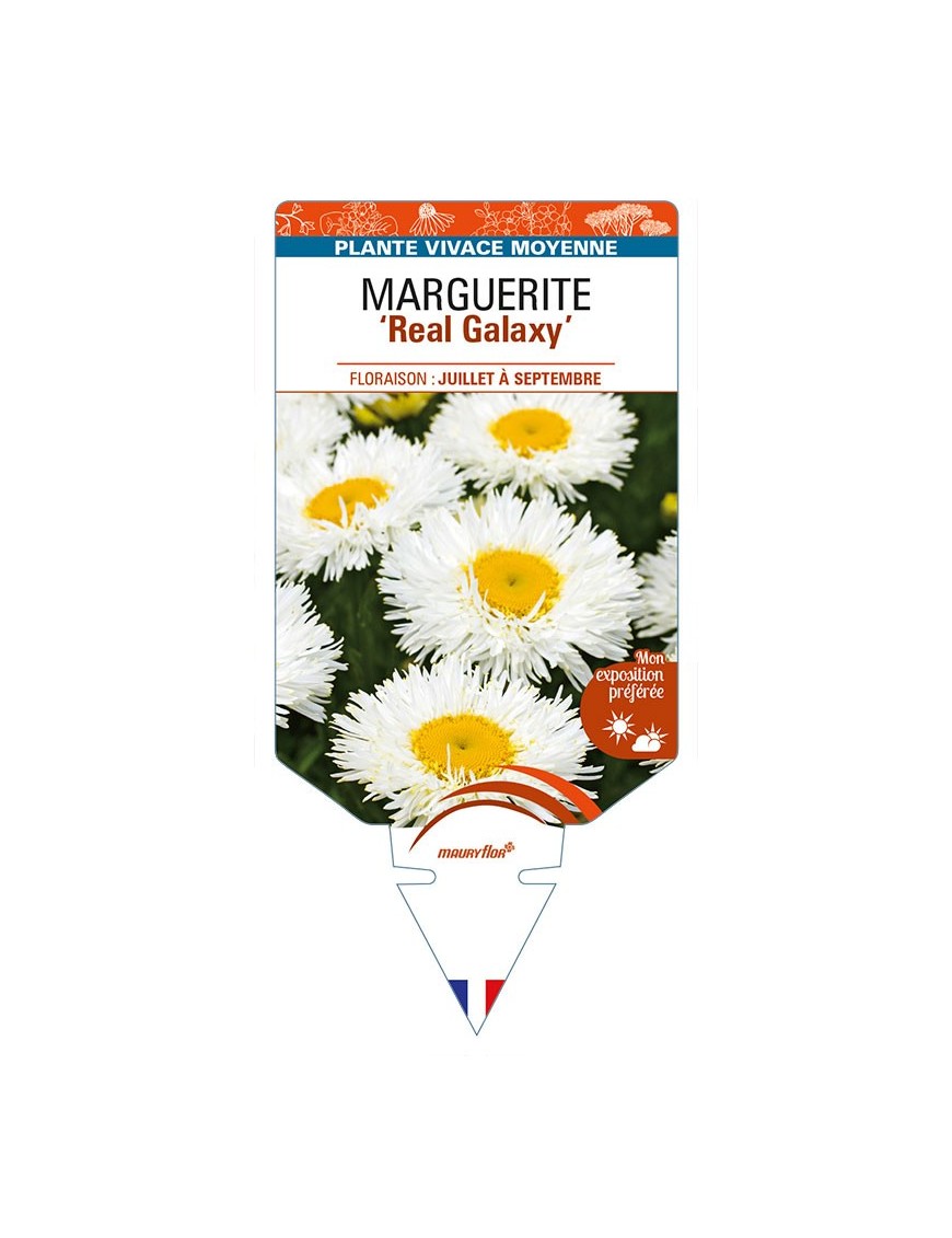 LEUCANTHEMUM x superbum 'Real Galaxy' voir MARGUERITE