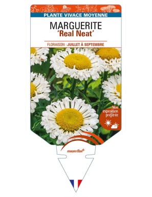 LEUCANTHEMUM x superbum 'Real Neat' voir MARGUERITE