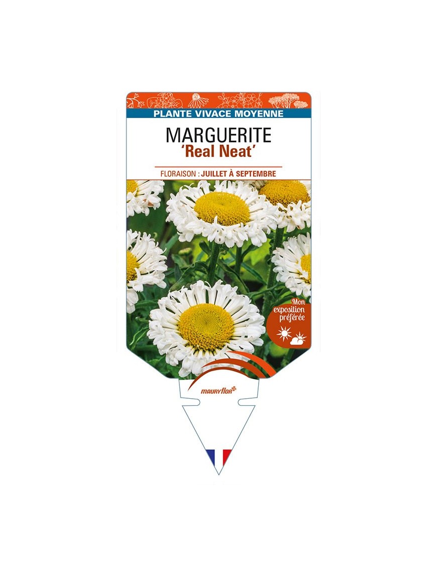 LEUCANTHEMUM x superbum 'Real Neat' voir MARGUERITE