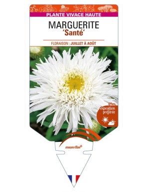 LEUCANTHEMUM x superbum 'Santé' voir MARGUERITE