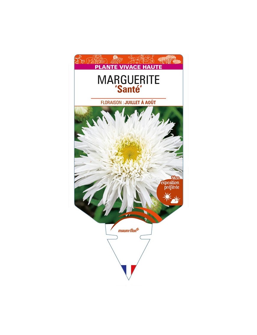 LEUCANTHEMUM x superbum 'Santé' voir MARGUERITE
