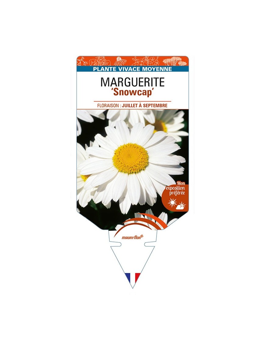LEUCANTHEMUM x superbum 'Snowcap' voir MARGUERITE