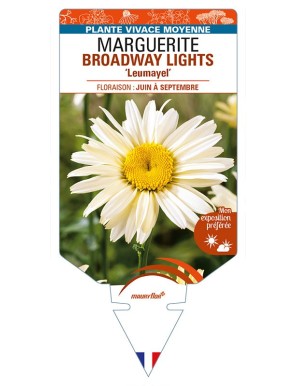 LEUCANTHEMUM x superbum BROADWAY LIGHTS 'Leumayel' voir MARGUERITE