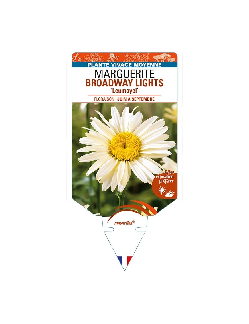 LEUCANTHEMUM x superbum BROADWAY LIGHTS 'Leumayel' voir MARGUERITE