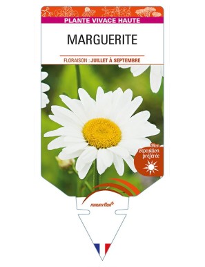 LEUCANTHEMUM x superbum voir MARGUERITE