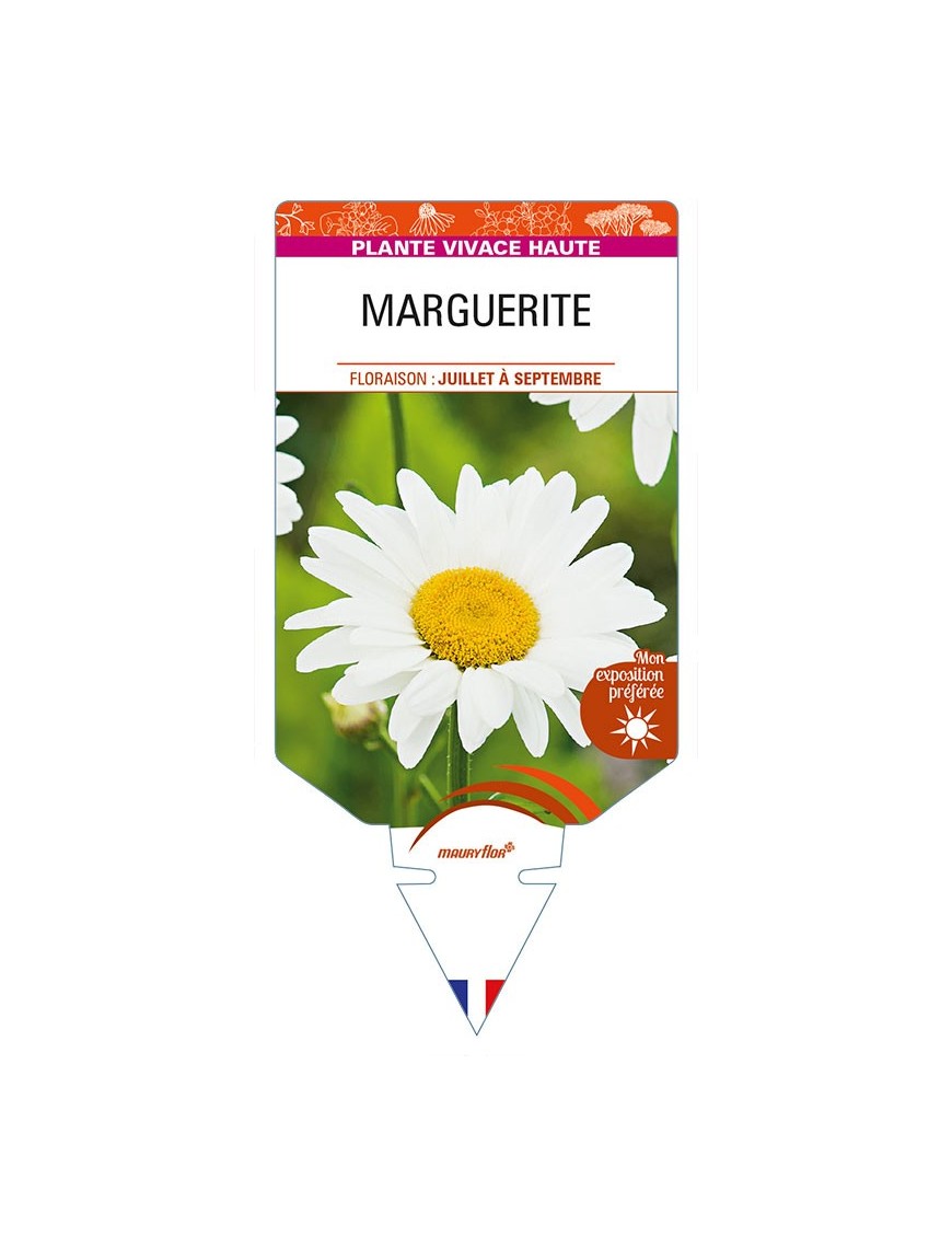 LEUCANTHEMUM x superbum voir MARGUERITE