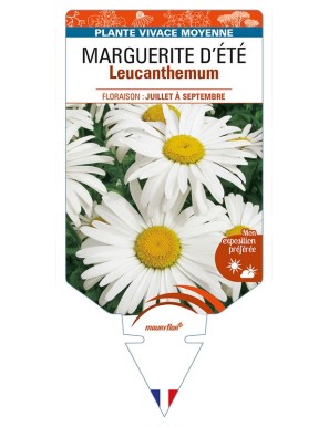 LEUCANTHEMUM x superbum voir MARGUERITE D’ÉTÉ