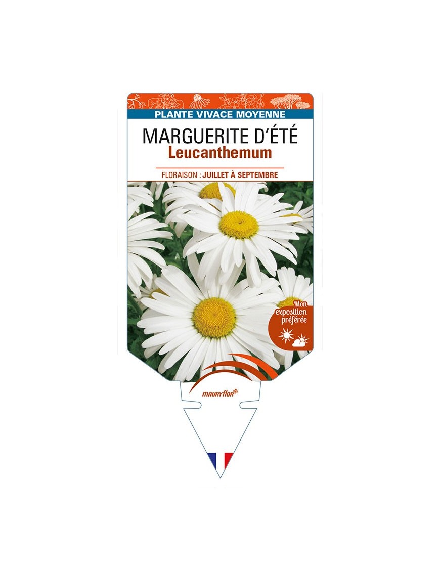 LEUCANTHEMUM x superbum voir MARGUERITE D’ÉTÉ