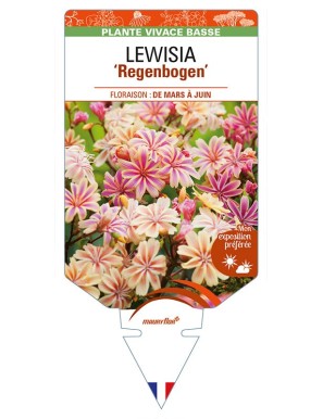 LEWISIA (cotyledon) 'Regenbogen'