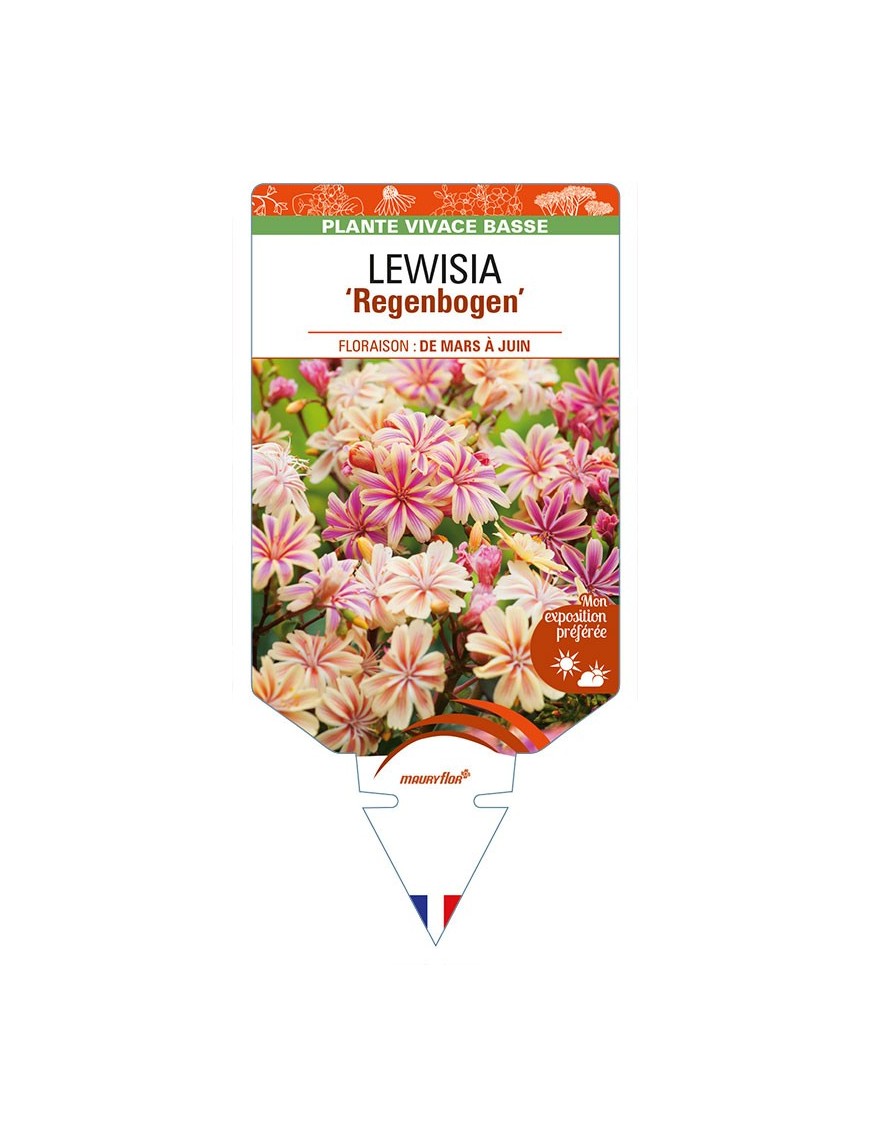 LEWISIA (cotyledon) 'Regenbogen'