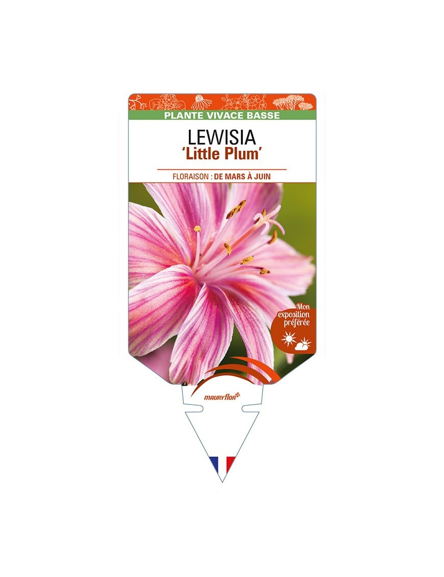 LEWISIA (longipetala) 'Little Plum'