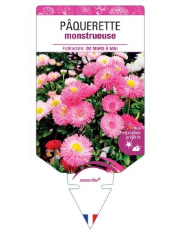 PÂQUERETTE MONSTRUEUSE (VARIÉ)