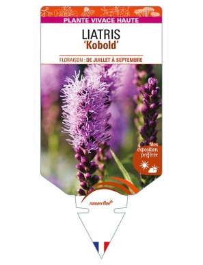LIATRIS (spicata) 'Kobold'