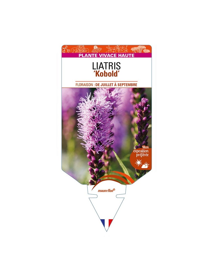 LIATRIS (spicata) 'Kobold'
