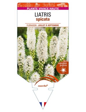 LIATRIS spicata (blanc)