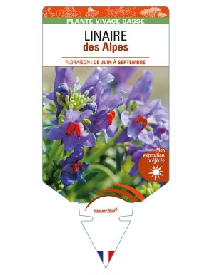 LINARIA alpina voir LINAIRE des Alpes