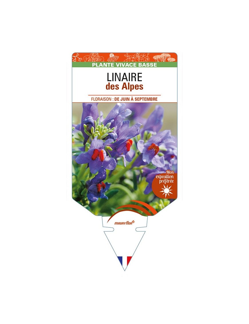 LINARIA alpina voir LINAIRE des Alpes