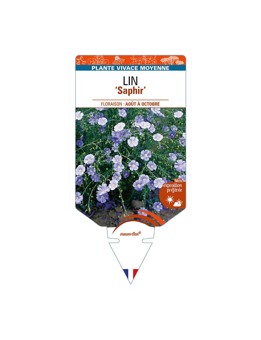 LINUM perenne 'Saphir' voir LIN