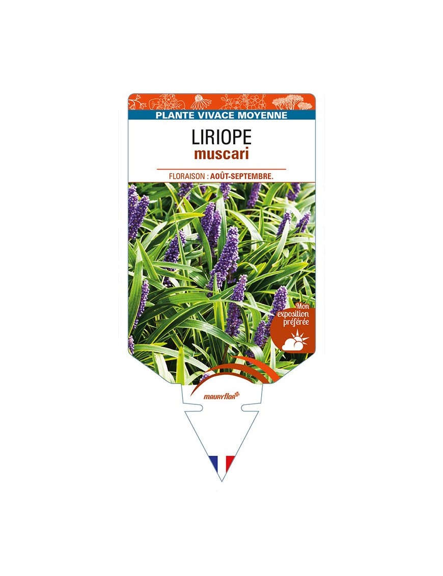 LIRIOPE muscari