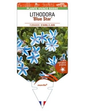 LITHODORA (diffusa) 'Blue Star'