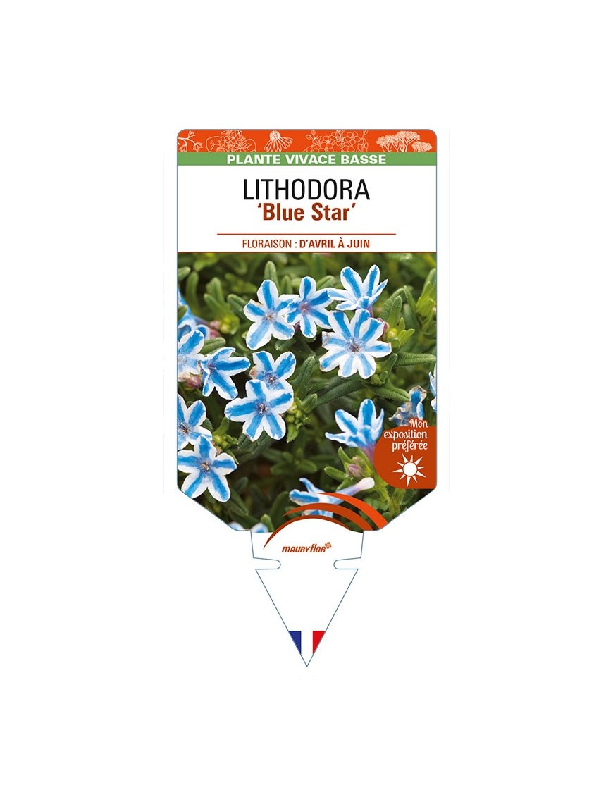 LITHODORA (diffusa) 'Blue Star'