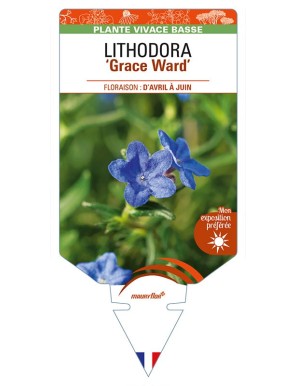 LITHODORA (diffusa) 'Grace Ward'