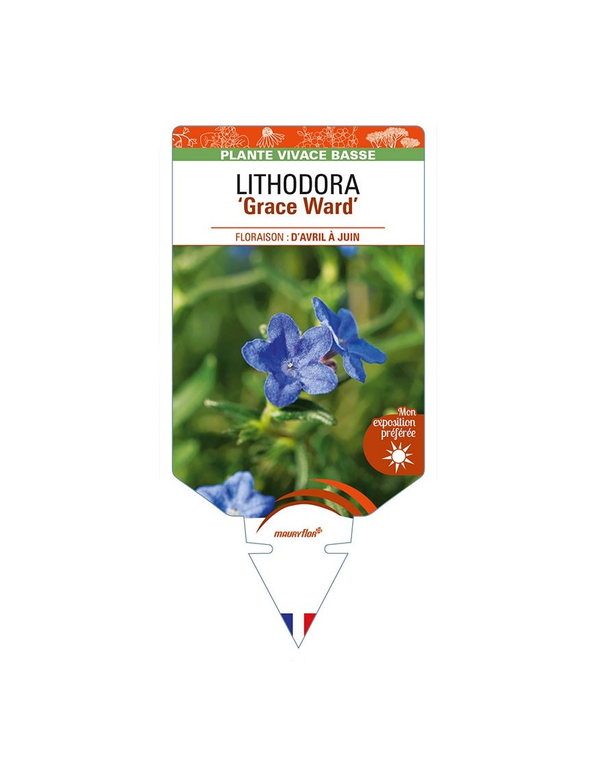 LITHODORA (diffusa) 'Grace Ward'