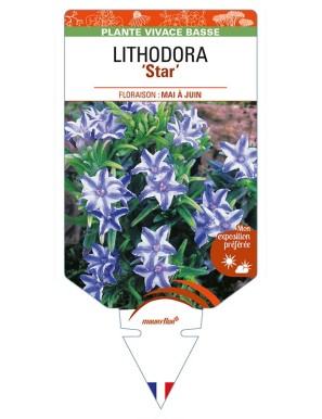 LITHODORA (diffusa) 'Star'