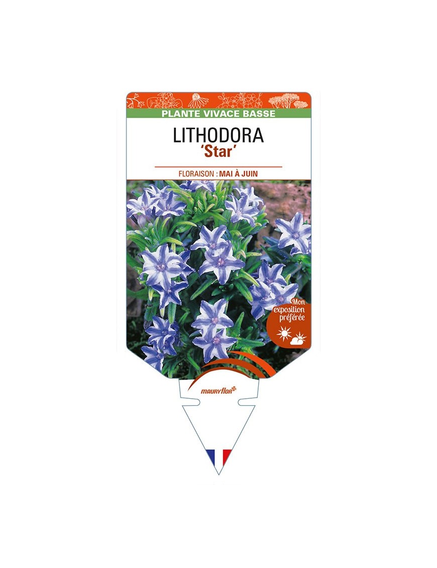 LITHODORA (diffusa) 'Star'