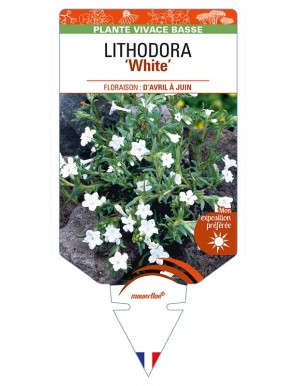 LITHODORA (diffusa) 'White'