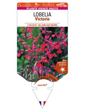 LOBELIA (fulgens x cardinalis) 'Victoria'